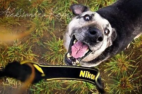 Sezamek kocha ludzi i świat daj mu szansę adoptuj 