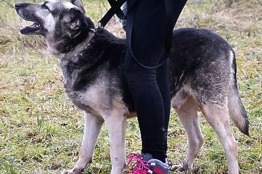 Sezamek kocha ludzi i świat daj mu szansę adoptuj 