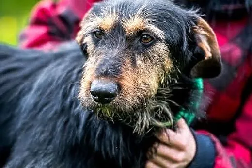 W Dżagera snach: miłość, człowiek, własny dach.,  