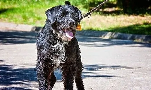 Speedy dlaczego nie znajdziesz domu? , kujawsko-