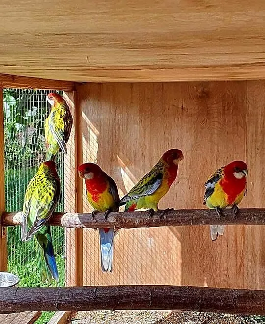Rozella Białolica Rozelle Gold Mantel, Wielkopolskie, Ostroróg
