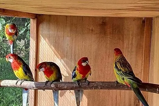 Rozella Białolica Rozelle Gold Mantel, Wielkopolskie, Ostroróg