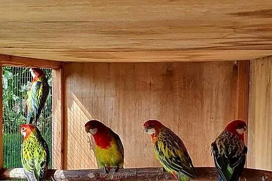 Rozella Białolica Rozelle Gold Mantel, Wielkopolskie, Ostroróg