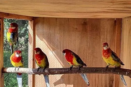 Rozella Białolica Rozelle Gold Mantel, Wielkopolskie, Ostroróg