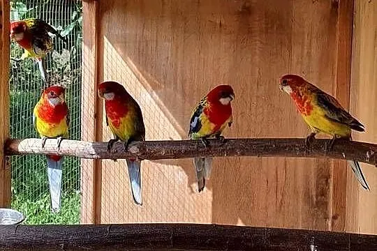 Rozella Białolica Rozelle Gold Mantel, Wielkopolskie, Ostroróg