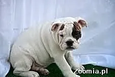 Buldog angielski dla przyjęcia