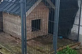 Kojec z budą na dużego psa