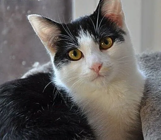 Piękna półroczna MIJA poleca się do adopcji :), m