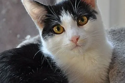 Piękna półroczna MIJA poleca się do adopcji :),  m