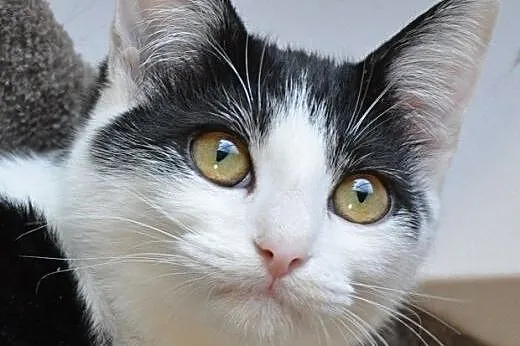 Piękna półroczna MIJA poleca się do adopcji :),  m