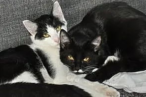 Piękna półroczna MIJA poleca się do adopcji :),  m