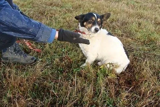 Maleńki Amigo prosi o dom i miłość! Taki okruszek 