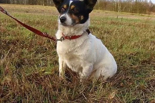 Maleńki Amigo prosi o dom i miłość! Taki okruszek 