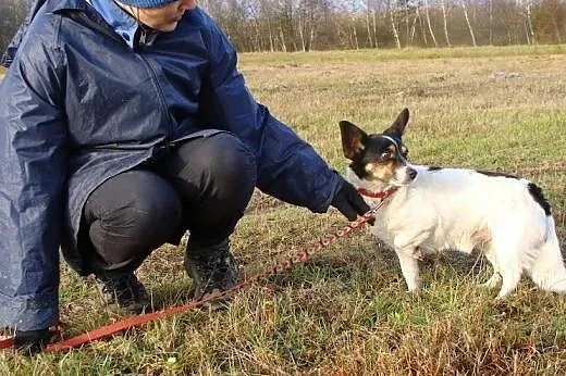 Maleńki Amigo prosi o dom i miłość! Taki okruszek 