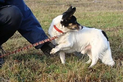 Maleńki Amigo prosi o dom i miłość! Taki okruszek 