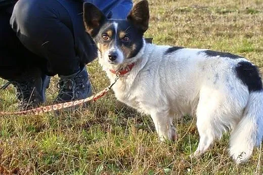 Maleńki Amigo prosi o dom i miłość! Taki okruszek 