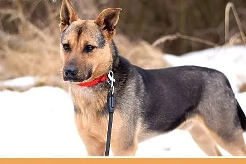 LESIO,idealny,spokojny,grzeczny,rodzinny piesek śr