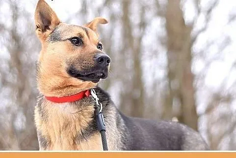LESIO,idealny,spokojny,grzeczny,rodzinny piesek śr