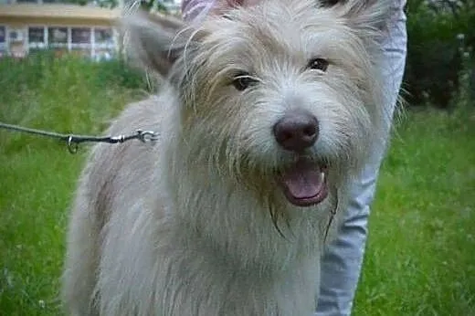 Agat 4-ro letni pies w  typie owczarka pikardyjski