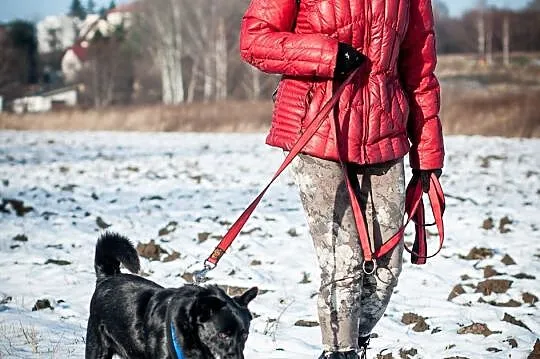 JÓZIO przyjacielski i spokojny piesek cichutko pro