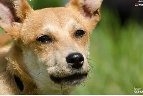 KURKUMA esencja psiej miłości i wierności,  mazowi