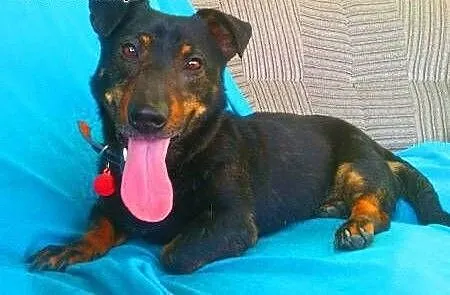 GAMBI - śmieszny, kochany psiak, mix jamnika z buldogiem do adopcji, mazowieckie Warszawa, Mazowieckie, Warszawa