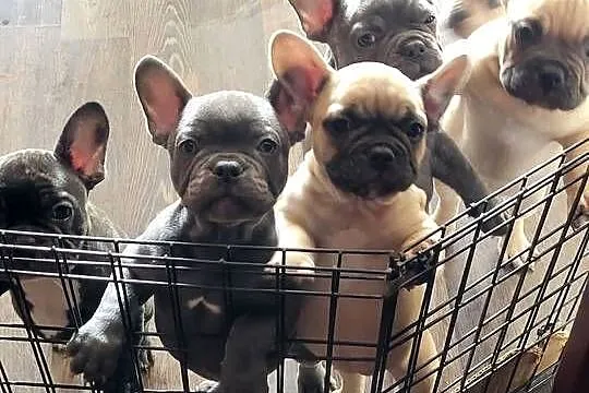 Buldog francuski