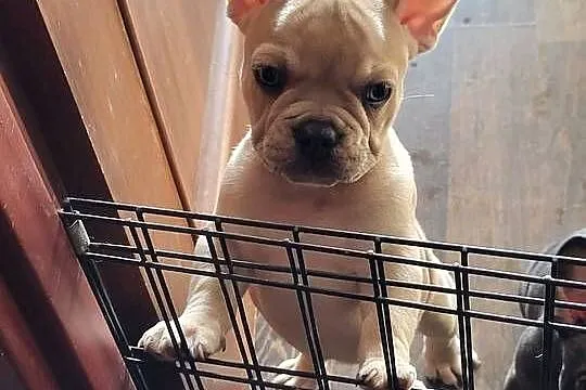 Buldog francuski, Dolnośląskie, Lubin
