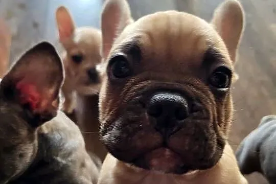 Buldog francuski, Dolnośląskie, Lubin