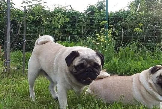 Mops-,Reproduktor ,KRYCIE, Łódzkie, Konstantynów Łódzki