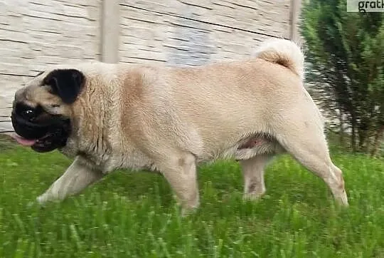 Mops-,Reproduktor ,KRYCIE, Łódzkie, Konstantynów Łódzki