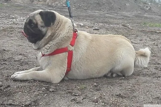 Mops-,Reproduktor ,KRYCIE, Łódzkie, Konstantynów Łódzki
