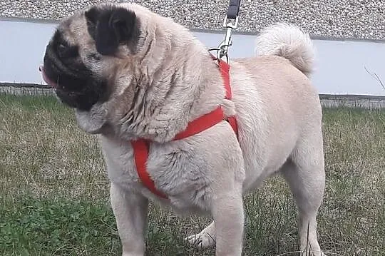 Mops-,Reproduktor ,KRYCIE, Łódzkie, Konstantynów Łódzki