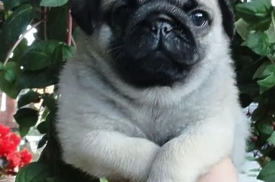 Mops-,Reproduktor ,KRYCIE, Łódzkie, Konstantynów Łódzki