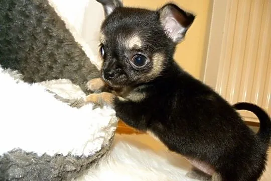 Chihuahua czarna suczka Lena do rezerwacji