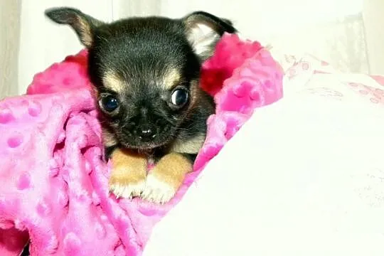 Chihuahua czarna suczka Lena do rezerwacji