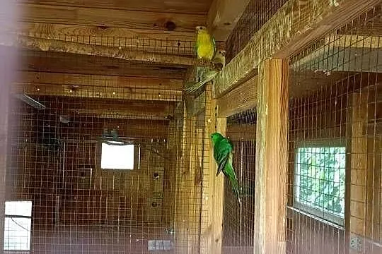 Papugi sprzedam, Mazowieckie, Czarna Kolonia