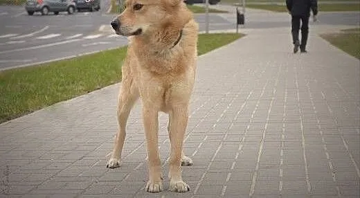 Sambor - ok 3 letni psiak w typie husky - PILNIE S