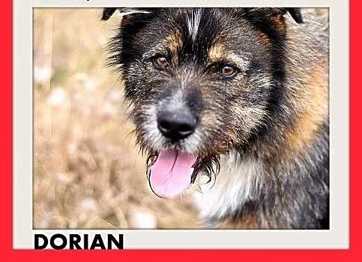 DORIAN,duży,łagodny,szorstkowłosy,wesoły pies.ADOP