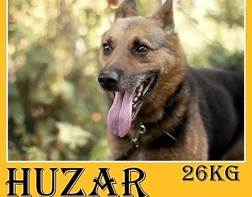 26kg,owczarek mix,przyjazny,towarzyski pies HUZAR.
