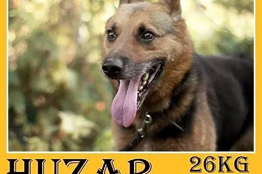 26kg,owczarek mix,przyjazny,towarzyski pies HUZAR.