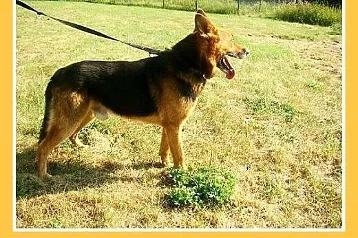 26kg,owczarek mix,przyjazny,towarzyski pies HUZAR.