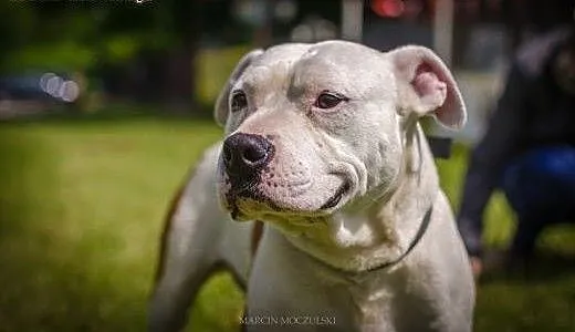 Amstaff Gomes czy ma szansę na dom?, Amstaff cała