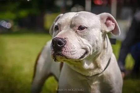 Amstaff Gomes czy ma szansę na dom?,  Amstaff cała
