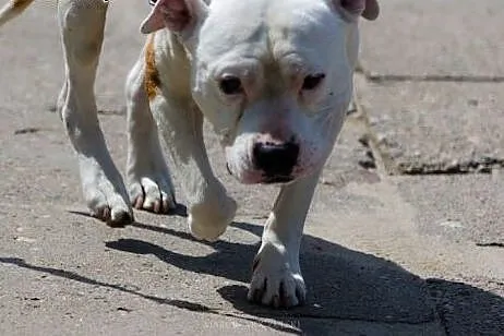 Amstaff Gomes czy ma szansę na dom?,  Amstaff cała