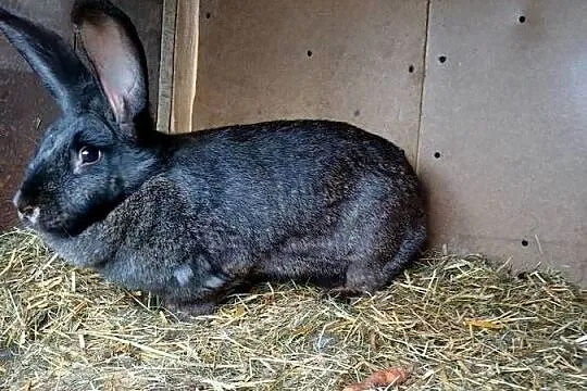 Króliki belgijskie,barany francuskie, Świętokrzyskie, Skarżysko-Kamienna