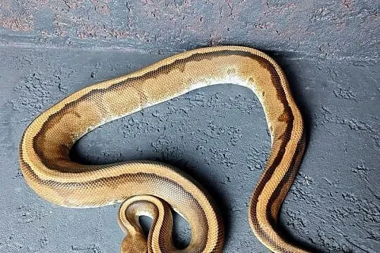 Pyton Królewski, samiec Genetic Stripe