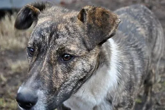 8 miesięczny Junior PILNIE szuka domu!