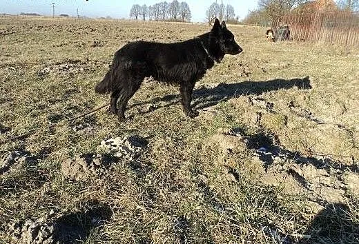 Chory owczarek belgijski szuka kochajacego domu.,