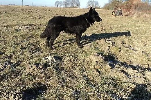 Chory owczarek belgijski szuka kochajacego domu., 